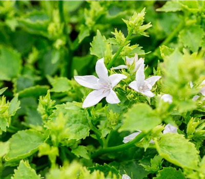Campanula poscharskyana 'E.H. Frost'