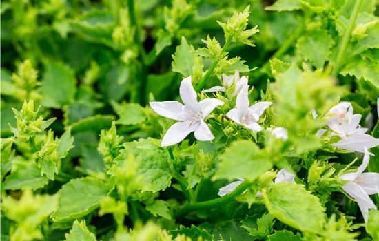 Campanula poscharskyana 'E.H. Frost'