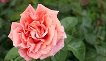 Hubers Duftrose