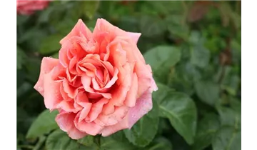 Hubers Duftrose
