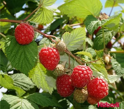 Rubus (Himbeere) 'Glen Ample'