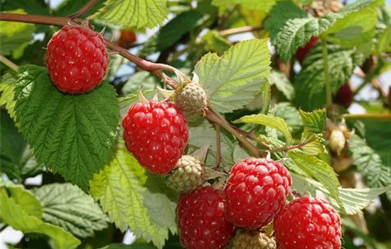 Rubus (Himbeere) 'Glen Ample'