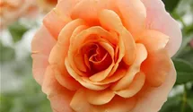 Rosa (Kletterrose) 'Peach Melba'®