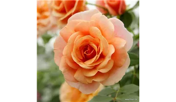 Rosa (Kletterrose) 'Peach Melba'®