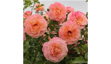 Rosa (Kletterrose) 'Peach Melba'®