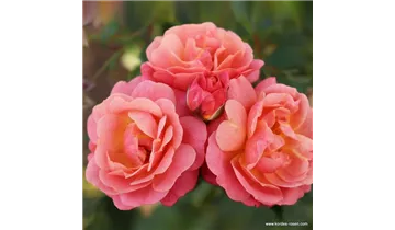 Rosa (Kletterrose) 'Peach Melba'®