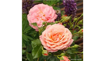Rosa (Kletterrose) 'Peach Melba'®