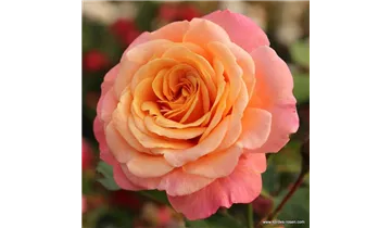 Rosa (Kletterrose) 'Peach Melba'®
