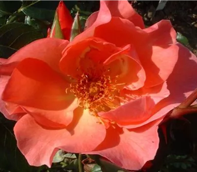 Rosa (Kletterrose) 'Sunny Siluetta'®
