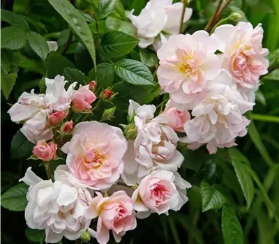Rosa (Kletterrose) 'Sweet Siluetta'®