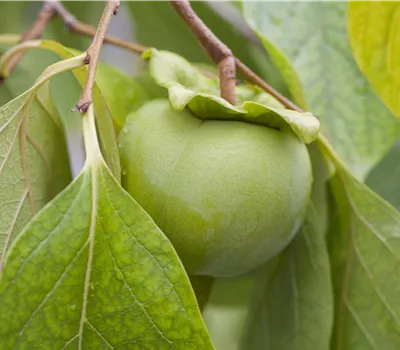Diospyros kaki