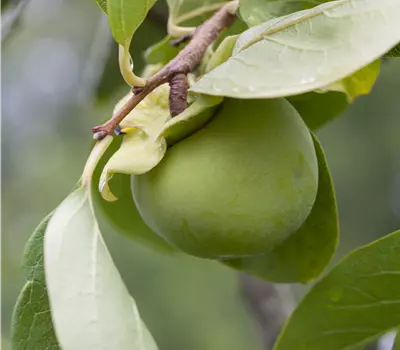 Diospyros kaki 'Fuyu'