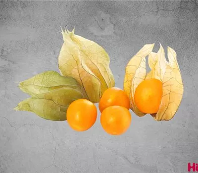 Physalis edulis 'Andengold'
