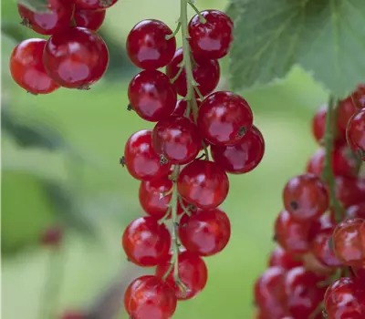 Ribes (Johannisbeere) 'Rosetta'