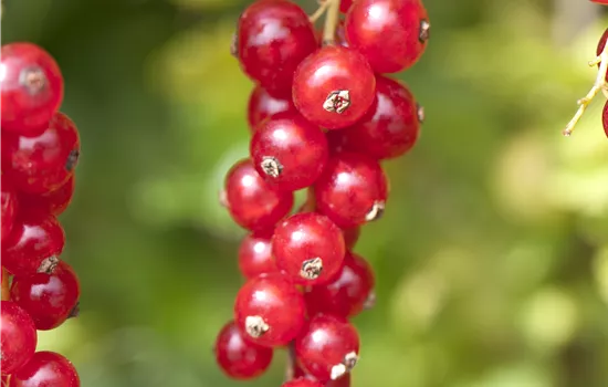 Ribes (Johannisbeere) 'Rosetta'
