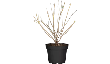 Bartblume
