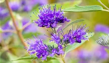 Bartblume