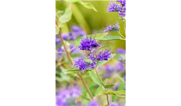 Bartblume