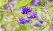 Bartblume