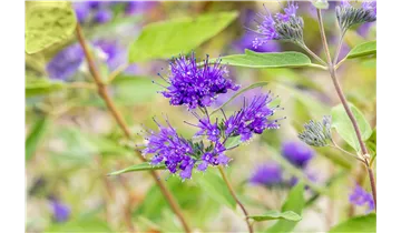 Bartblume