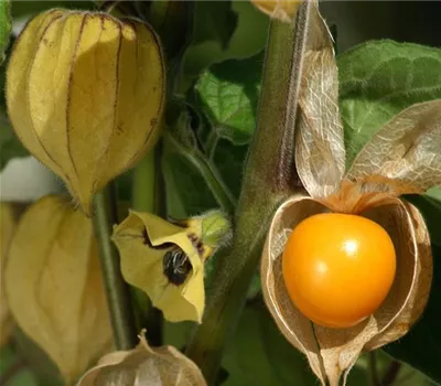 Physalis edulis 'Arcadia'