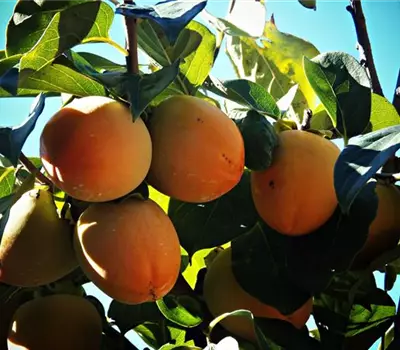 Diospyros kaki