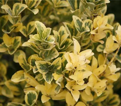 Euonymus japonicus 'Aureus' Euonymus japonicus 'Aureus'