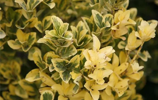 Euonymus japonicus 'Aureus'