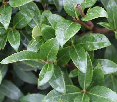 Osmanthus burkwoodii (x)