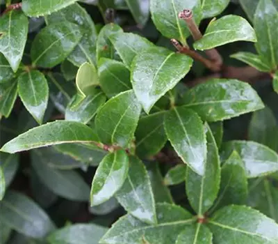 Osmanthus burkwoodii (x)