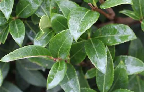 Osmanthus burkwoodii (x)