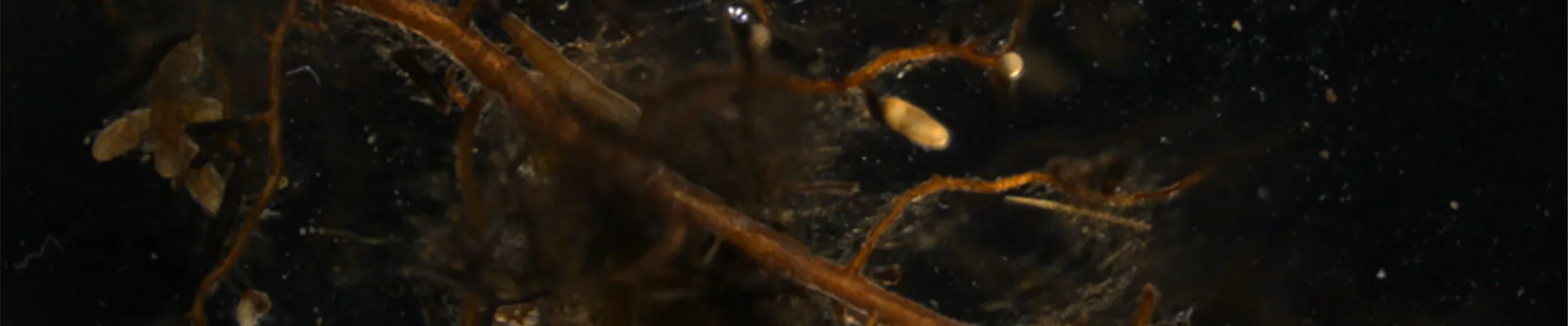 Mykorrhiza Wikimedia Bild 001