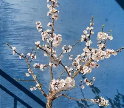 Prunus (Mini-Aprikose) 'Compacta'