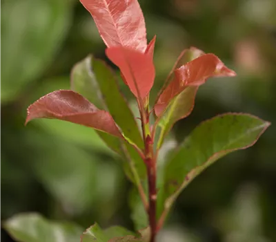 Photinia fraseri (x) 'Robust Compact'
