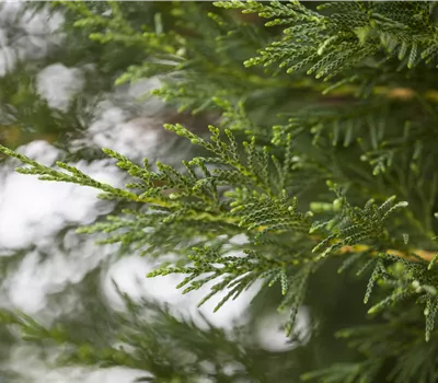 Cupressocyparis (x) leylandii 'Oger'