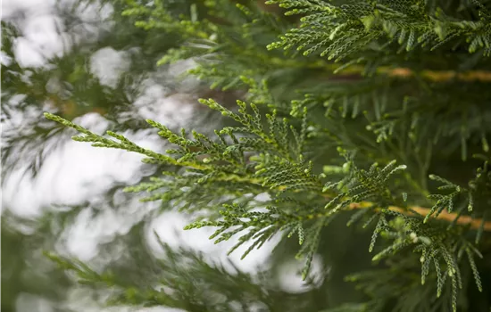 Cupressocyparis (x) leylandii 'Oger'
