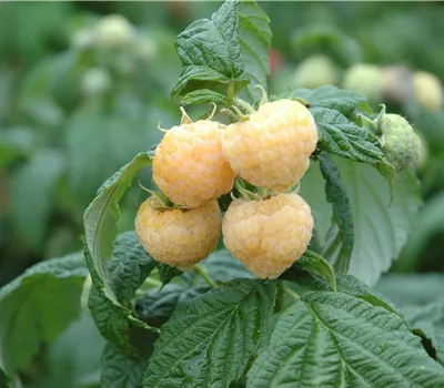 Rubus (Himbeere) 'Alpengold'