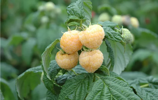 Rubus (Himbeere) 'Alpengold'