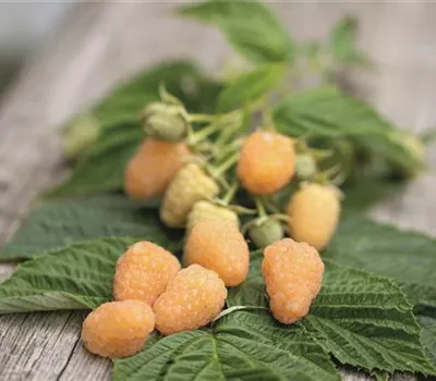 Rubus (Himbeere) 'Autumn Amber®'