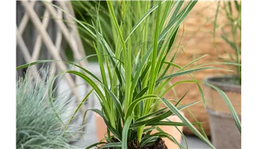 Carex morrowii 'Variegata'