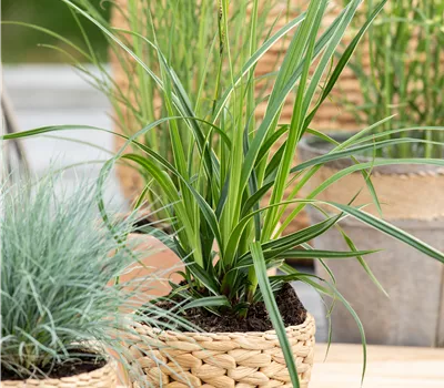 Carex morrowii 'Variegata'
