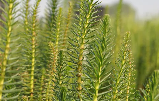 Hippuris vulgaris