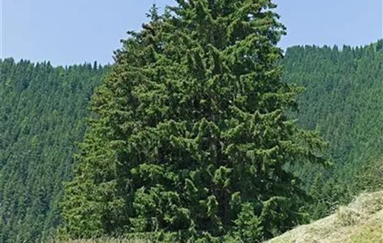 Picea abies 'Barryi'