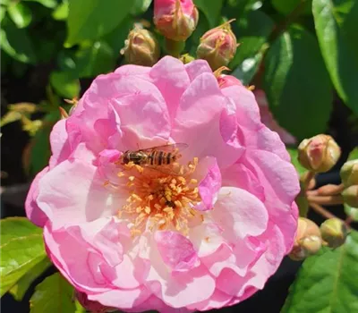 Rosa (Kletterrose) 'Lavender Siluetta'®