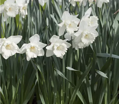 Narcissus 'Mount Hood'