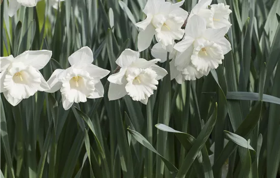 Narcissus 'Mount Hood'