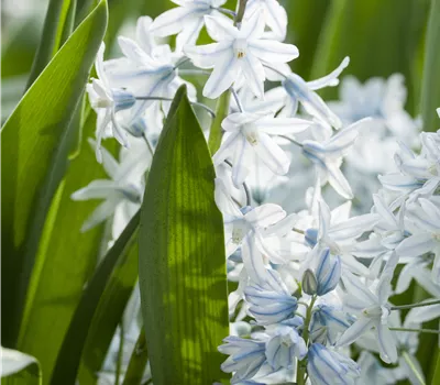 Puschkinia scilloides var. libanotica