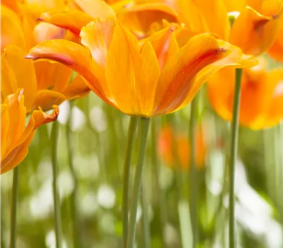 Tulipa 'Ballerina'