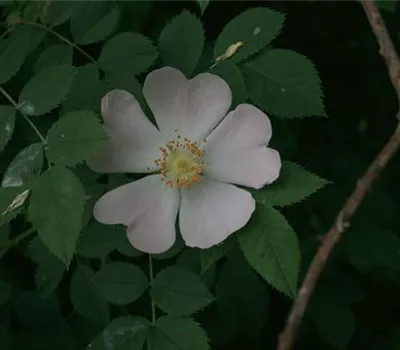 Rosa (Wildrose) 'Rosamunda PiRo3'