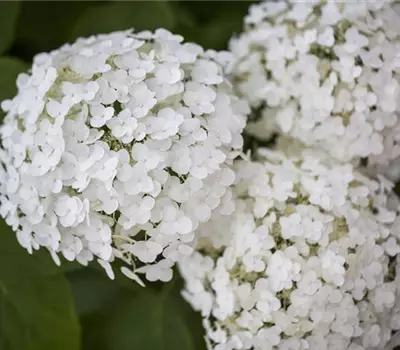 Hydrangea arborescens 'Incrediball'